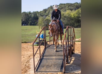 American Quarter Horse, Castrone, 4 Anni, 142 cm, Roano rosso