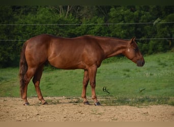 American Quarter Horse, Castrone, 4 Anni, 142 cm, Sauro ciliegia