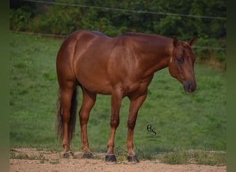 American Quarter Horse, Castrone, 4 Anni, 142 cm, Sauro ciliegia