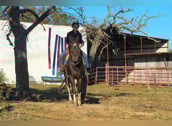 American Quarter Horse, Castrone, 4 Anni, 142 cm, Tobiano-tutti i colori