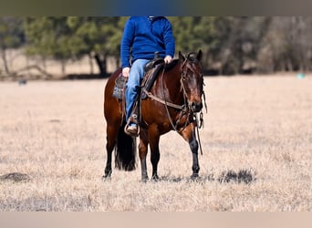 American Quarter Horse, Castrone, 4 Anni, 145 cm, Baio ciliegia