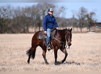 American Quarter Horse, Castrone, 4 Anni, 145 cm, Baio ciliegia