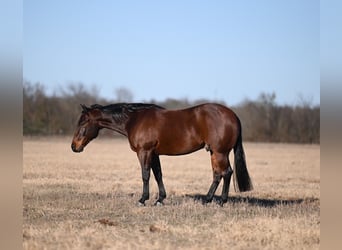 American Quarter Horse, Castrone, 4 Anni, 145 cm, Baio ciliegia