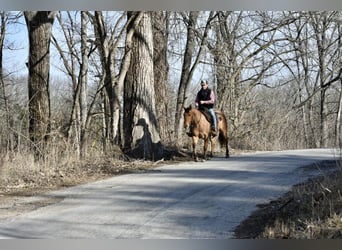 American Quarter Horse, Castrone, 4 Anni, 145 cm, Falbo