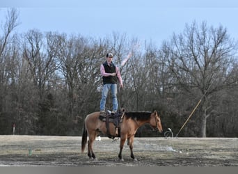 American Quarter Horse, Castrone, 4 Anni, 145 cm, Falbo
