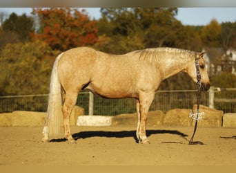 American Quarter Horse, Castrone, 4 Anni, 145 cm, Palomino