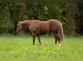 American Quarter Horse, Castrone, 4 Anni, 145 cm, Palomino
