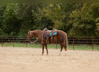 American Quarter Horse, Castrone, 4 Anni, 145 cm, Palomino
