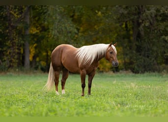 American Quarter Horse, Castrone, 4 Anni, 145 cm, Palomino