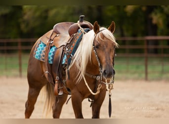 American Quarter Horse, Castrone, 4 Anni, 145 cm, Palomino