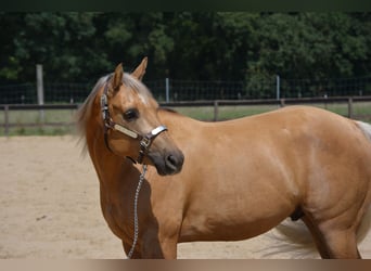 American Quarter Horse, Castrone, 4 Anni, 145 cm, Palomino