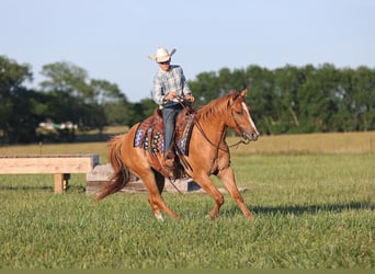 American Quarter Horse, Castrone, 4 Anni, 145 cm, Red dun