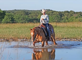 American Quarter Horse, Castrone, 4 Anni, 145 cm, Red dun
