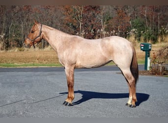 American Quarter Horse, Castrone, 4 Anni, 145 cm, Roano rosso