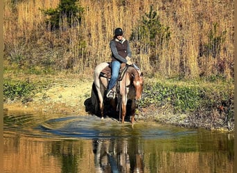 American Quarter Horse, Castrone, 4 Anni, 145 cm, Roano rosso