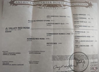American Quarter Horse, Castrone, 4 Anni, 145 cm, Roano rosso