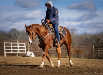 American Quarter Horse, Castrone, 4 Anni, 145 cm, Sauro ciliegia