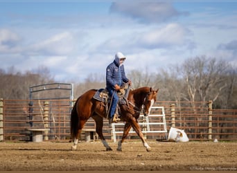 American Quarter Horse, Castrone, 4 Anni, 145 cm, Sauro ciliegia