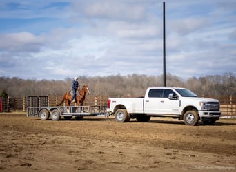 American Quarter Horse, Castrone, 4 Anni, 145 cm, Sauro ciliegia