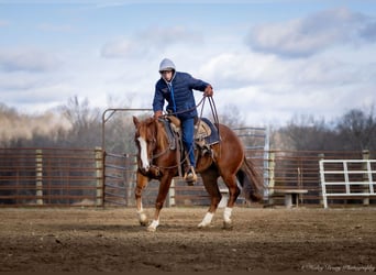 American Quarter Horse, Castrone, 4 Anni, 145 cm, Sauro ciliegia