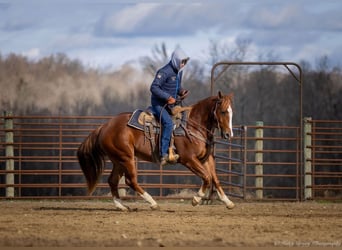 American Quarter Horse, Castrone, 4 Anni, 145 cm, Sauro ciliegia