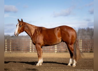 American Quarter Horse, Castrone, 4 Anni, 145 cm, Sauro ciliegia