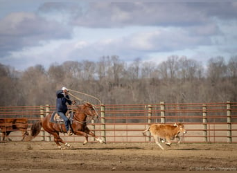 American Quarter Horse, Castrone, 4 Anni, 145 cm, Sauro ciliegia