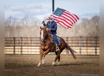 American Quarter Horse, Castrone, 4 Anni, 145 cm, Sauro ciliegia