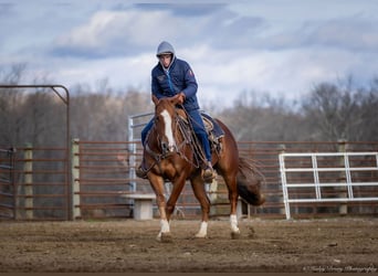 American Quarter Horse, Castrone, 4 Anni, 145 cm, Sauro ciliegia