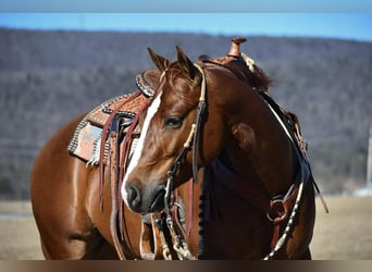 American Quarter Horse, Castrone, 4 Anni, 145 cm, Sauro ciliegia