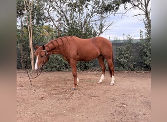 American Quarter Horse, Castrone, 4 Anni, 145 cm, Sauro