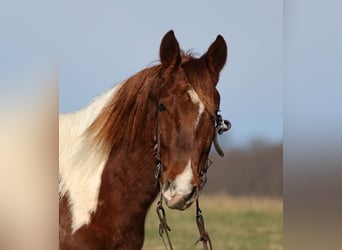 American Quarter Horse, Castrone, 4 Anni, 145 cm, Sauro scuro