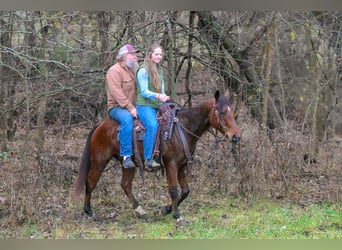 American Quarter Horse, Castrone, 4 Anni, 147 cm, Baio ciliegia