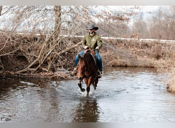 American Quarter Horse, Castrone, 4 Anni, 147 cm, Baio ciliegia