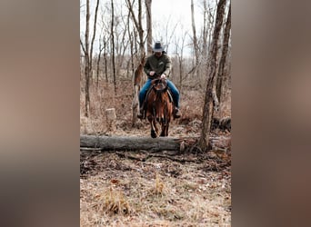 American Quarter Horse, Castrone, 4 Anni, 147 cm, Baio ciliegia