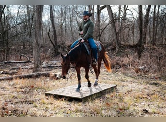 American Quarter Horse, Castrone, 4 Anni, 147 cm, Baio ciliegia