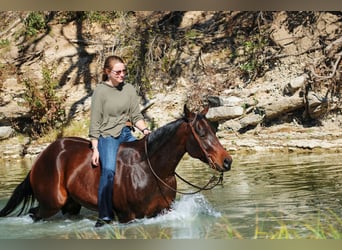 American Quarter Horse, Castrone, 4 Anni, 147 cm, Baio ciliegia