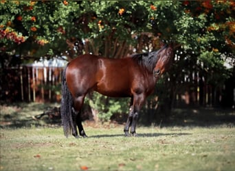 American Quarter Horse, Castrone, 4 Anni, 147 cm, Baio ciliegia