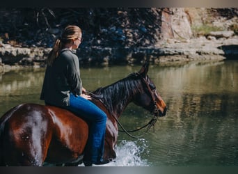 American Quarter Horse, Castrone, 4 Anni, 147 cm, Baio ciliegia