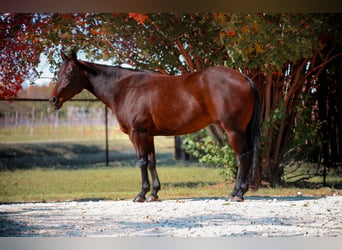 American Quarter Horse, Castrone, 4 Anni, 147 cm, Baio ciliegia