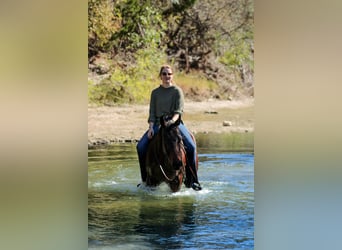 American Quarter Horse, Castrone, 4 Anni, 147 cm, Baio ciliegia