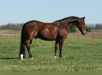 American Quarter Horse, Castrone, 4 Anni, 147 cm, Baio ciliegia