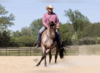 American Quarter Horse, Castrone, 4 Anni, 147 cm, Baio roano
