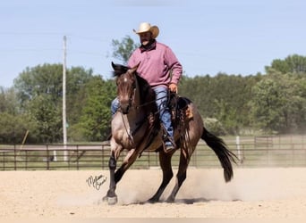 American Quarter Horse, Castrone, 4 Anni, 147 cm, Baio roano