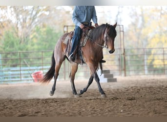 American Quarter Horse, Castrone, 4 Anni, 147 cm, Baio roano