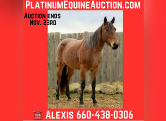 American Quarter Horse, Castrone, 4 Anni, 147 cm, Baio roano