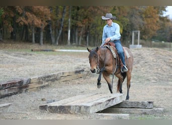 American Quarter Horse, Castrone, 4 Anni, 147 cm, Baio roano