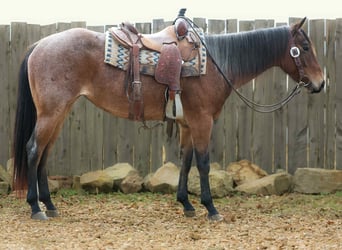 American Quarter Horse, Castrone, 4 Anni, 147 cm, Baio roano