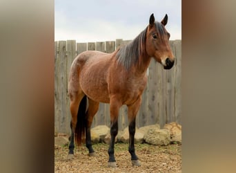 American Quarter Horse, Castrone, 4 Anni, 147 cm, Baio roano