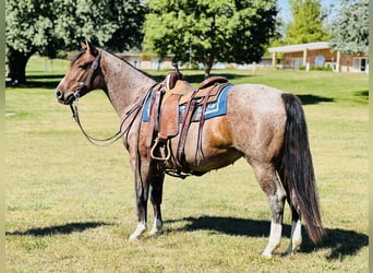 American Quarter Horse, Castrone, 4 Anni, 147 cm, Baio roano